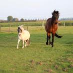 Shetlander X Appaloosa 4,5 jarige Ruin, Dieren en Toebehoren, Ruin, A pony (tot 1.17m)
