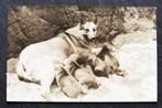 Fotokaart Herdershond met vijf jonge pups, Verzamelen, Ansichtkaarten | Dieren, Ongelopen, 1920 tot 1940, Verzenden, Hond of Kat
