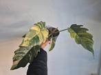 Philodendron caramel marble, Huis en Inrichting, Kamerplanten, Ophalen of Verzenden, Overige soorten, Minder dan 100 cm
