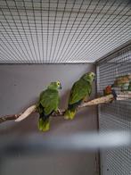 Mooi koppel blauwvoorhoofd amazone, Dieren en Toebehoren, Vogels | Parkieten en Papegaaien, Meerdere dieren, Papegaai, Geringd