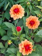 Dahlia zaden, Tuin en Terras, Bloembollen en Zaden, Ophalen of Verzenden, Volle zon