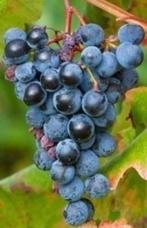 Blauwe druif (boskoop Glorie) planten, Ophalen, Volle zon, Vaste plant, Klimplanten