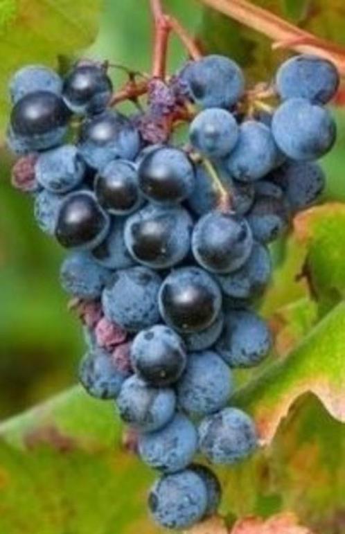 Blauwe druif (boskoop Glorie) planten, Tuin en Terras, Planten | Tuinplanten, Vaste plant, Klimplanten, Volle zon, Lente, Ophalen