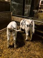 Blauwe starters 2 stuks, Dieren en Toebehoren, Mannelijk