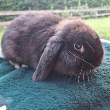NHD choco ram beschikbaar voor biedingen