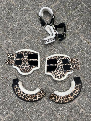 Leopard halster, springschoenen, beenbeschermers beschikbaar voor biedingen