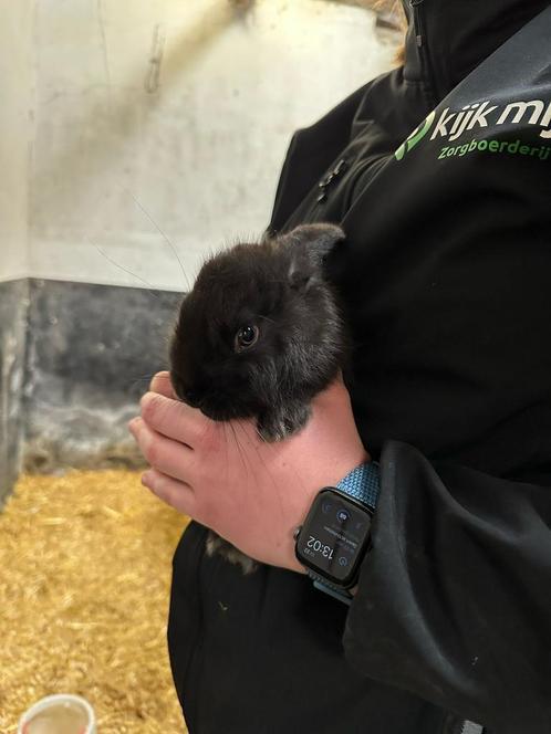 4 ram hangoor konijntjes., Dieren en Toebehoren, Konijnen, Meerdere dieren, Hangoor
