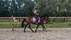 KNAPPE D PONY, Dieren en Toebehoren, Pony's, Merrie, D pony (1.37m tot 1.48m), 7 tot 10 jaar