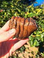 Wolharige mammoet baby kies fossiel ijstijd, Ophalen of Verzenden, Fossiel