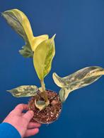 Philodendron Florida Beauty p12 (3), Ophalen of Verzenden, Halfschaduw, Minder dan 100 cm