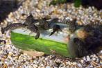 anacitrus baby,s, Vis, Zoetwatervis