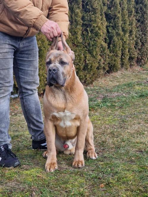 Cane Corso (FCI), Dieren en Toebehoren, Honden | Bulldogs, Pinschers en Molossers, Meerdere dieren, Overige rassen, Fokker | Professioneel