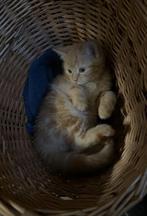 3 onwijs lieve en sociale kittens, Dieren en Toebehoren, Katten en Kittens | Overige Katten, Meerdere dieren, Kortharig, 0 tot 2 jaar