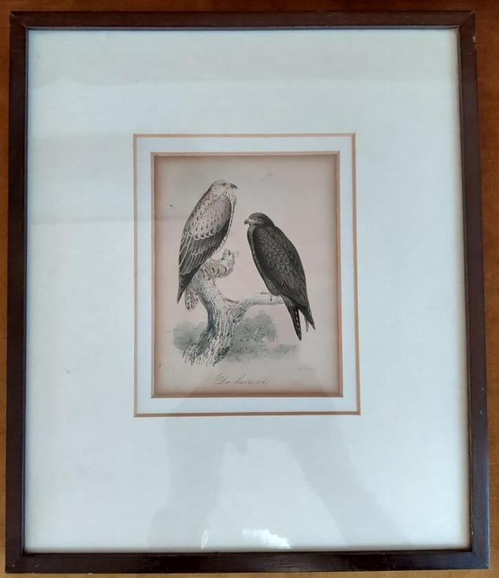 Twee handgekleurde originele gravures van roofvogels - 1860, Antiek en Kunst, Kunst | Etsen en Gravures, Ophalen of Verzenden
