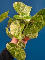 Begonia Rouge Variegata p12 (6), Ophalen of Verzenden, Halfschaduw, Minder dan 100 cm