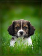 Schattige friese stabij x kooiker reutje zoekt baasje, Dieren en Toebehoren, 8 tot 15 weken, CDV (hondenziekte), Eén hond, Nederland