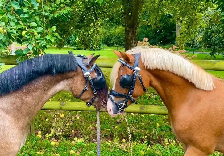 Twee prachtige Welsh/ New Forest  ruinen van 4 en 5 jaar, Dieren en Toebehoren, Pony's, Ruin, Niet van toepassing, B pony (1.17m tot 1.27m)