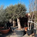 Olijf Bonsai 170 liter pot 60/80 stam, Tuin en Terras, Planten | Bomen, Ophalen, Volle zon, Olijfboom, 100 tot 250 cm