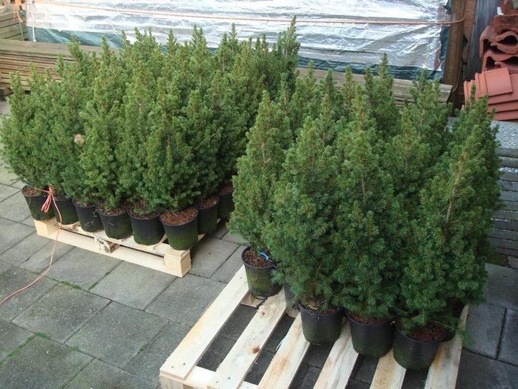 Kerstboompjes Conica`s in pot hele Mooie, Tuin en Terras, Planten | Bomen, Overige soorten, Minder dan 100 cm, Volle zon, Zomer