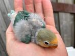 Jonge Turquoise Agapornis Fischer dwergpapegaai, Geslacht onbekend, Dwergpapegaai of Agapornis, Geringd