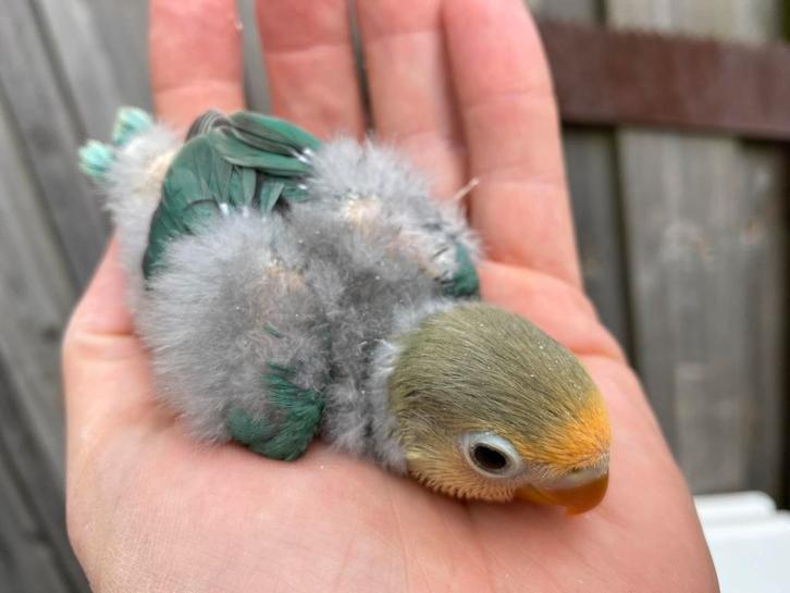 Jonge Turquoise Agapornis Fischer dwergpapegaai, Dieren en Toebehoren, Vogels | Parkieten en Papegaaien, Dwergpapegaai of Agapornis