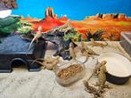 Pogona henrylawsoni Dwerg baardagaam, Dieren en Toebehoren, Reptielen en Amfibieën, Slang, 0 tot 2 jaar