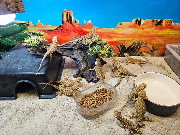 Pogona henrylawsoni Dwerg baardagaam, Dieren en Toebehoren, Reptielen en Amfibieën, Slang, 0 tot 2 jaar