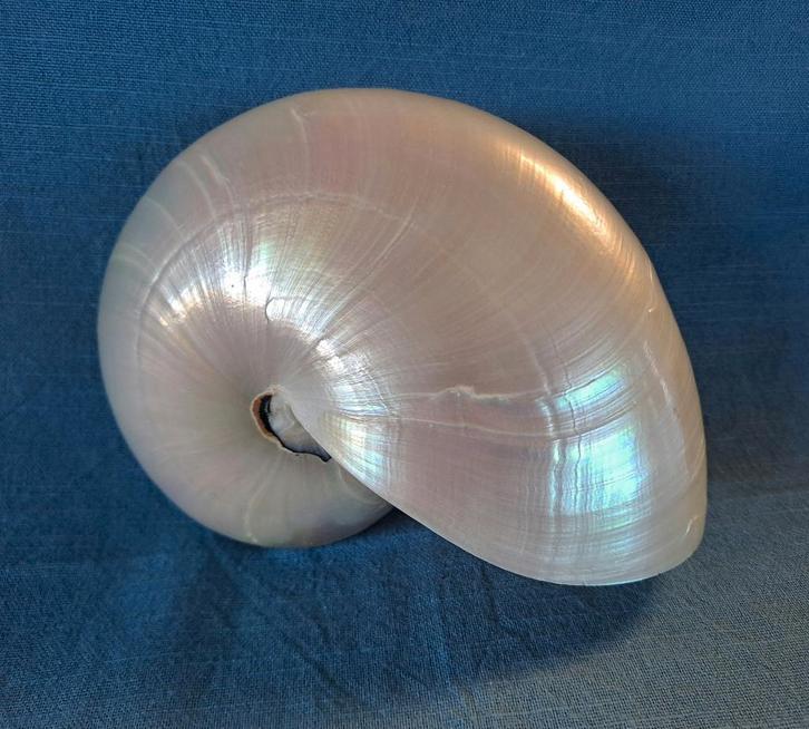 Grote Nautilus - zee schelp, Verzamelen, Mineralen en Fossielen, Schelp(en), Ophalen of Verzenden