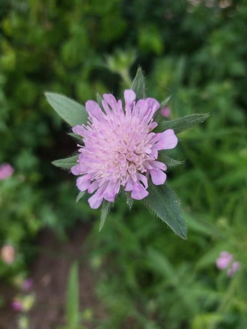 Beemdkroon - inheems, Tuin en Terras, Bloembollen en Zaden, Zaad, Voorjaar, Volle zon, Ophalen of Verzenden