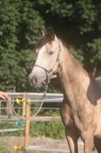 3 jr valk ruin van Krem, Gelderse merrie en jonge paarden, Dieren en Toebehoren, Gechipt, Ruin, Dressuurpaard, 3 tot 6 jaar