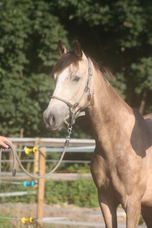 3 jr valk ruin van Krem, Gelderse merrie en jonge paarden, Dieren en Toebehoren, Paarden, Ruin, Onbeleerd, 160 tot 165 cm, 3 tot 6 jaar