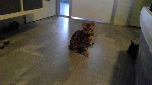 Bengaalse kitten te koop, Dieren en Toebehoren, Katten en Kittens | Raskatten | Korthaar, Meerdere dieren, 0 tot 2 jaar, Met stamboom