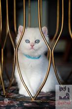 Brits Korthaar kitten, golden shaded point (poes), Dieren en Toebehoren, Katten en Kittens | Raskatten | Korthaar, Poes, Gechipt