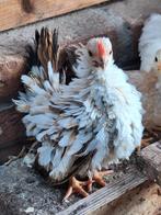 Serama krulveer haantje. Jong., Dieren en Toebehoren, Pluimvee, Mannelijk, Kip