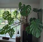 Monstera deliciosa, Ophalen, Overige soorten, Minder dan 100 cm
