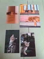Ansichtkaarten katten, Verzenden, 1980 tot heden, Ongelopen, Hond of Kat