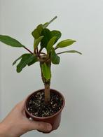 Madagascar Jewel - kamerplant, Ophalen, Overige soorten, In pot, Minder dan 100 cm