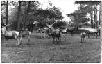 De Veluwe Edelherten gelopen ansichtkaart 218), Verzamelen, Ophalen of Verzenden, 1960 tot 1980, Gelderland
