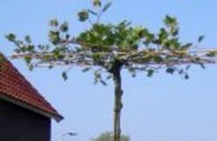 Dakplatanus acerifolia, Tuin en Terras, Planten | Bomen, Dakboom, In pot, Ophalen