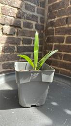 Waaierpalm winterhard de laatste, Ophalen, Minder dan 100 cm