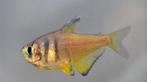 Rode rio geel - Koidream Valburg, Dieren en Toebehoren, Vissen | Aquariumvissen, Vis, Zoetwatervis