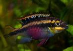 Kersenbuik ciclide Jonkies, Dieren en Toebehoren, Vissen | Aquariumvissen, Vis, Zoetwatervis