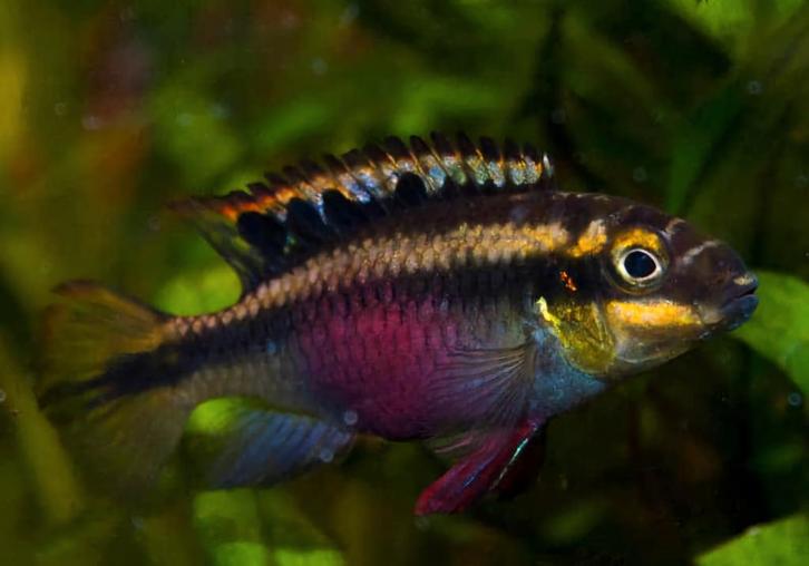 Kersenbuik ciclide Jonkies, Dieren en Toebehoren, Vissen | Aquariumvissen, Zoetwatervis, Vis
