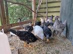 Jonge hennen, Jersey Giant, Ancona en Wyandotte groot, Dieren en Toebehoren, Pluimvee, Vrouwelijk, Kip