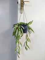 Hoya Wayetti 'Tricolor' - Wasbloem / Vetplant / Hangplant, Ophalen, Vetplant, Halfschaduw, Minder dan 100 cm