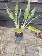 Paradijsvogelbloem (Strelitzia reginae), Ophalen, Overige soorten, Volle zon