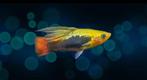 Hawaii HiFin Platty’s 4,95, Dieren en Toebehoren, Vissen | Aquariumvissen, Vis, Zoetwatervis