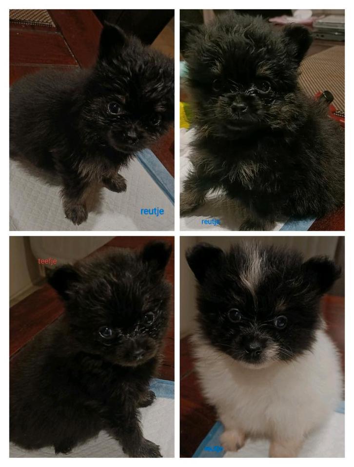 Mooie 100% pomeriaan pups, 3 reutjes en nog 1 teefje., Dieren en Toebehoren, Honden | Poolhonden, Keeshonden en Oertypen, Meerdere dieren