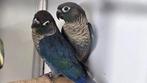 Koppel Pyrrhura Molinae Turquoise DF Violet, Dieren en Toebehoren, Vogels | Parkieten en Papegaaien, Meerdere dieren, Parkiet