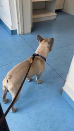 Franse bulldog, Rabiës (hondsdolheid), Reu, 1 tot 2 jaar, Bulldog